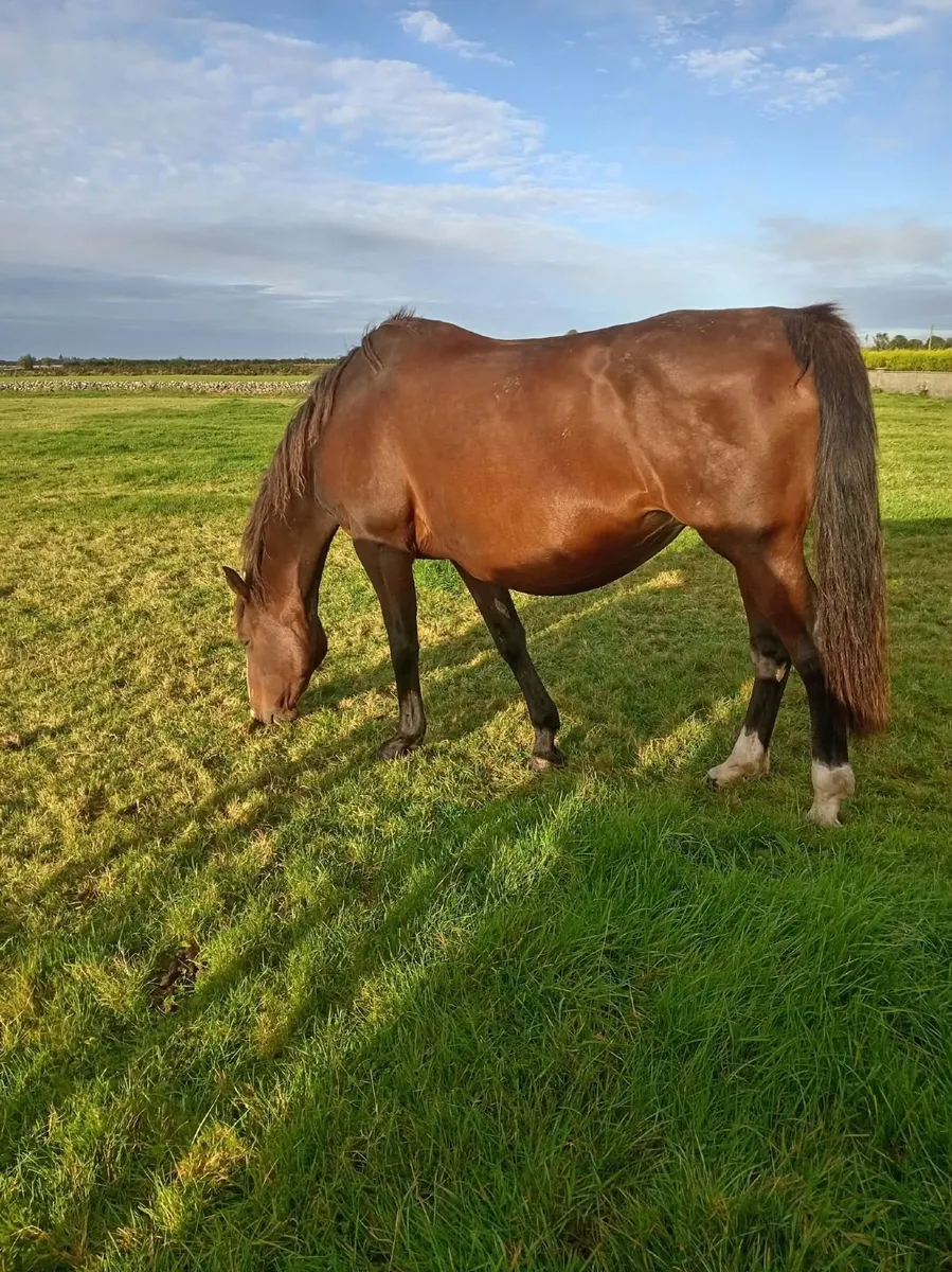 Horse & Foal - Image 1