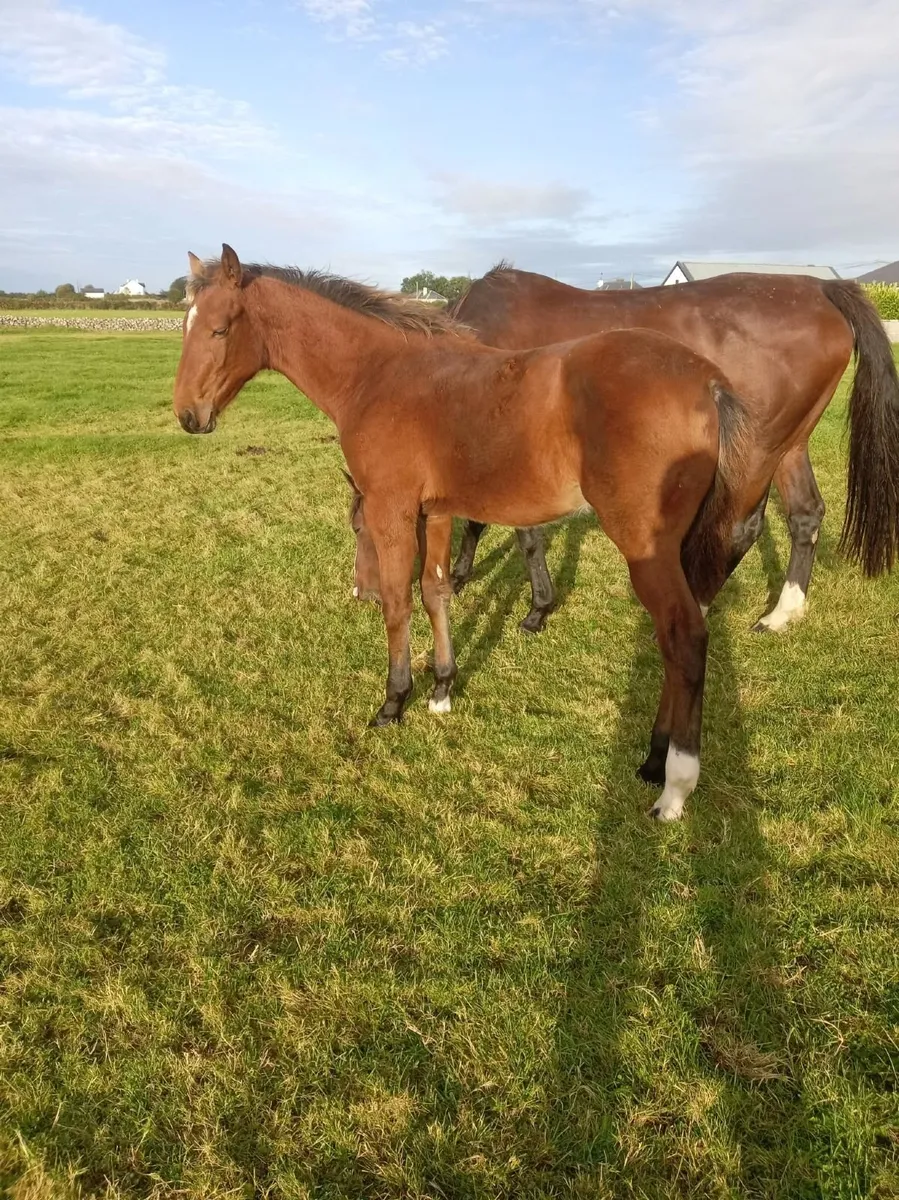 Horse & Foal - Image 2
