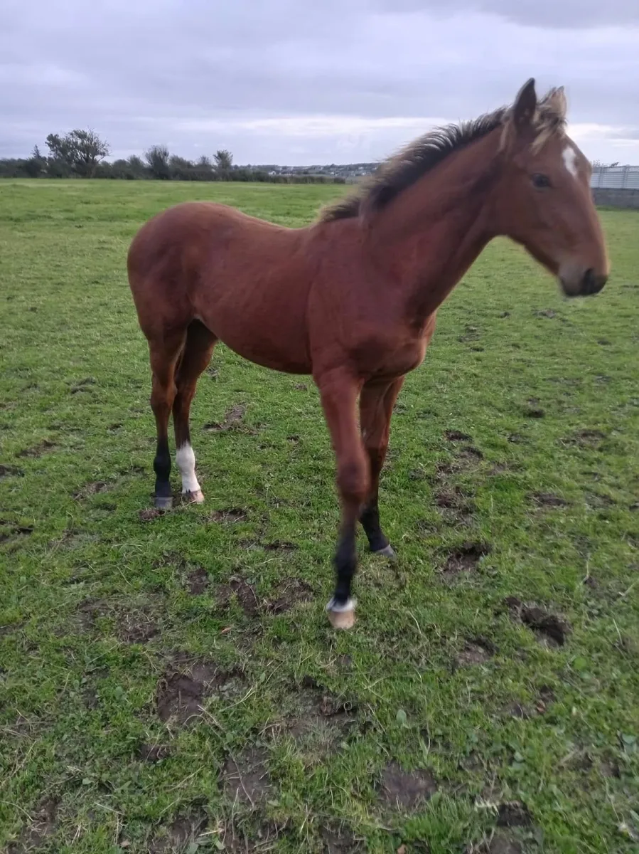 Horse & Foal - Image 3