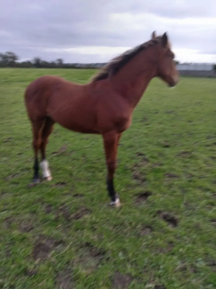 Horse & Foal - Image 4