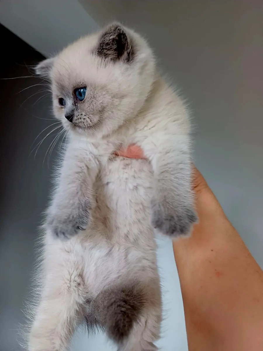 Amazing Purebred British shorthair kittens - Image 2