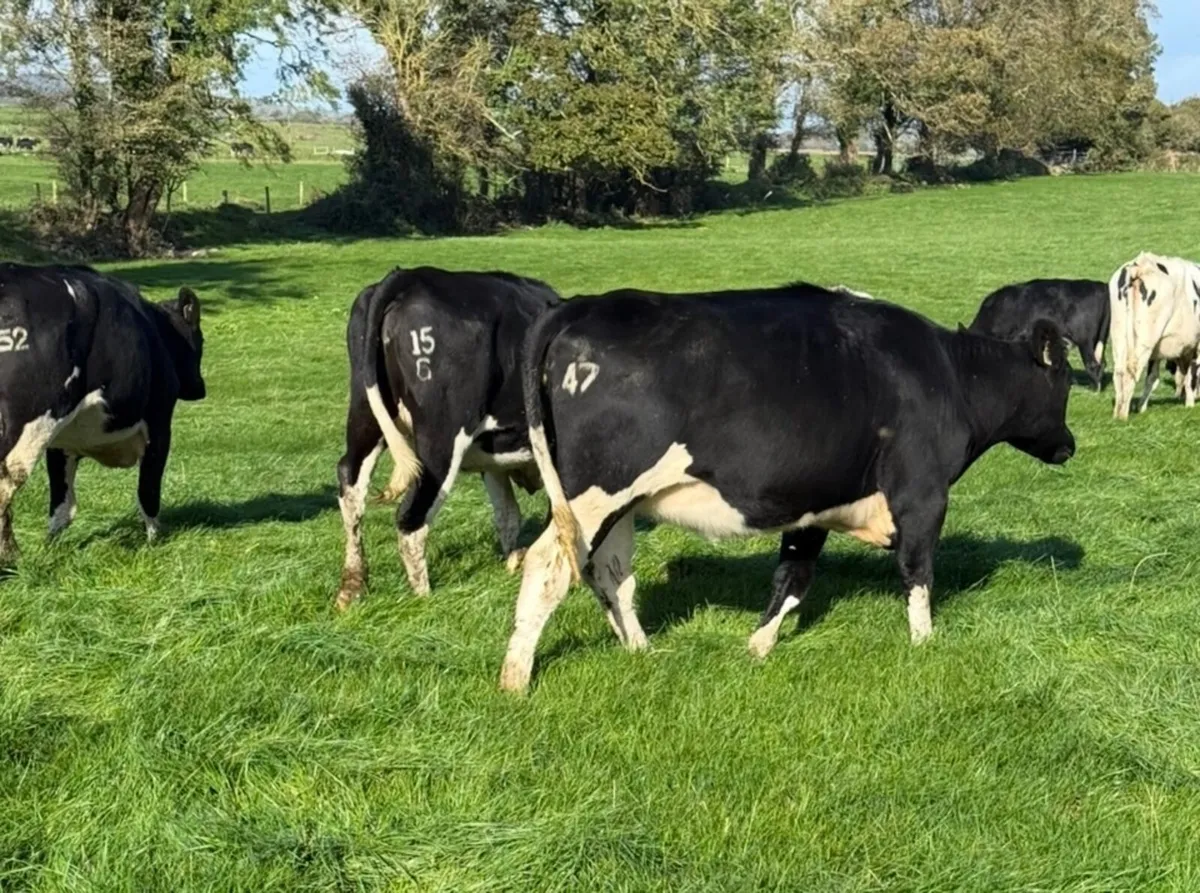 Incalf heifers pedigree - Image 2