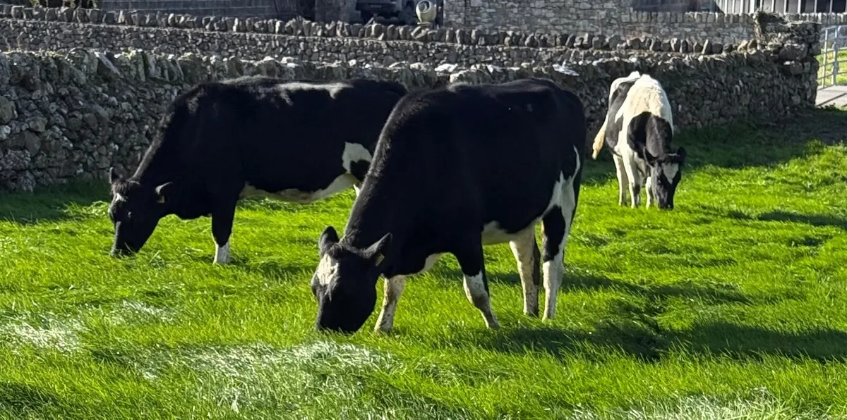 Incalf heifers pedigree - Image 3