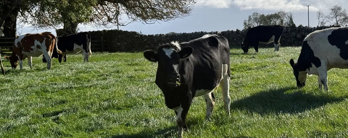 Incalf heifers pedigree - Image 1
