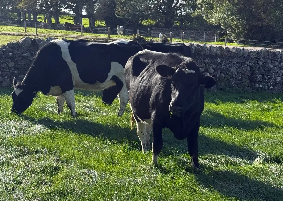 Incalf heifers pedigree - Image 4