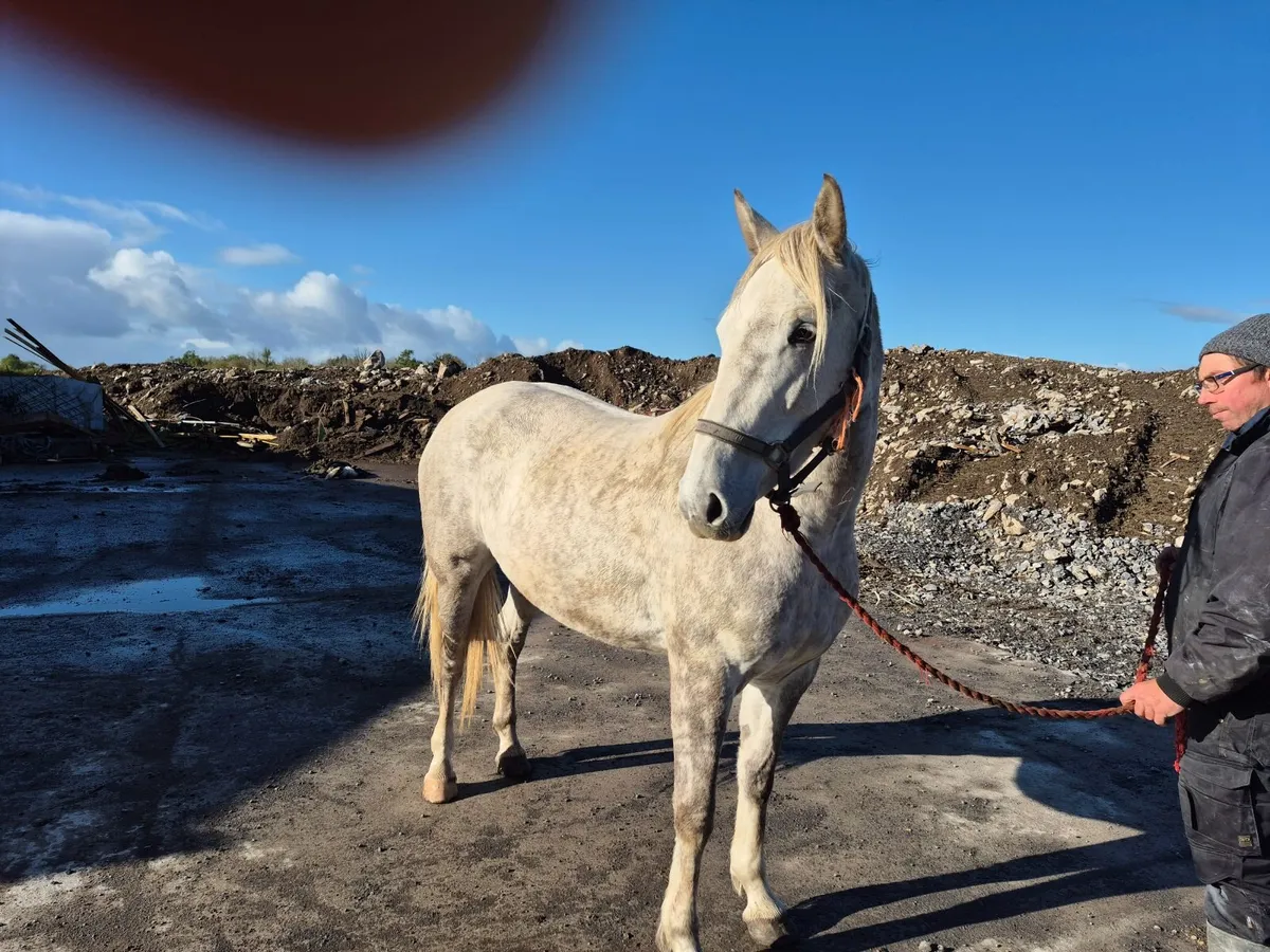 3 year old filly - Image 2