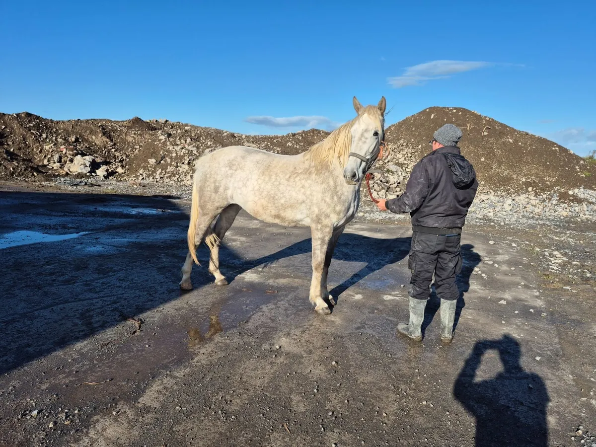 3 year old filly - Image 3