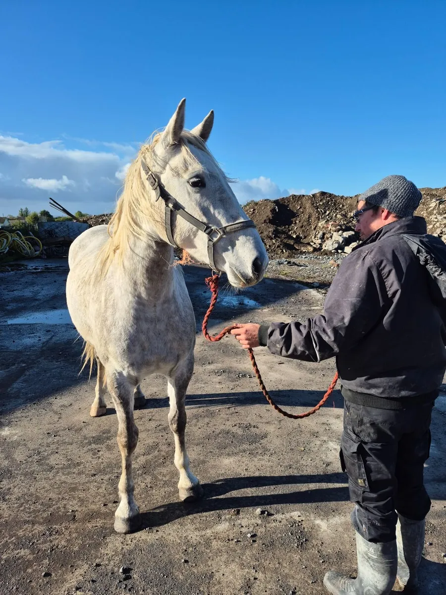 3 year old filly - Image 4