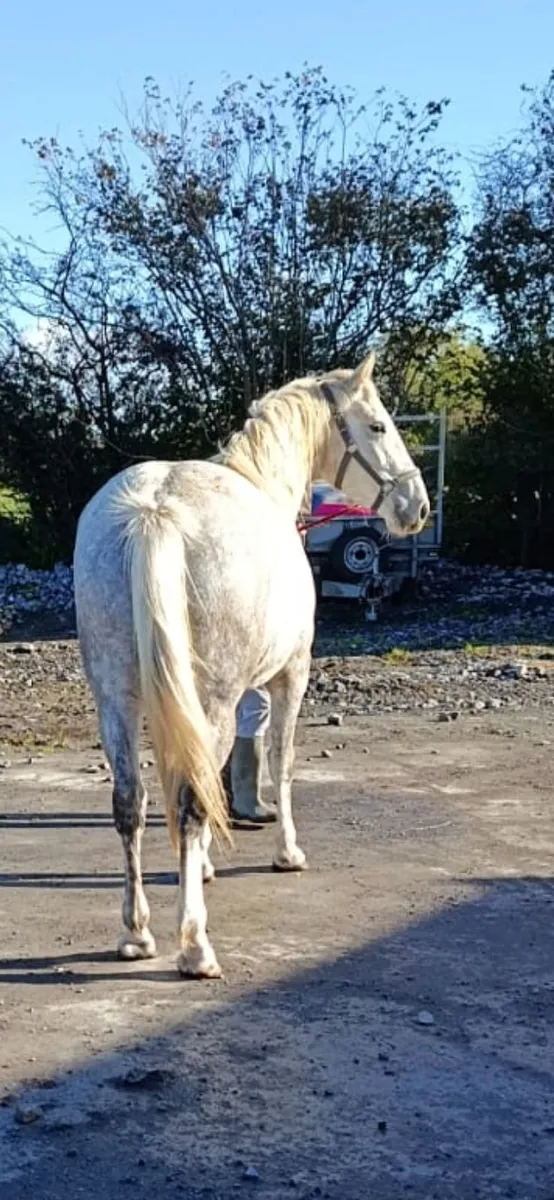 3 year old filly - Image 1