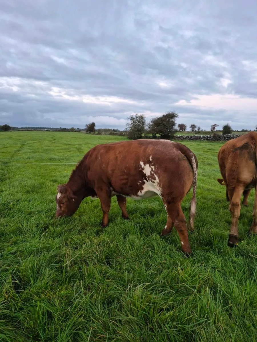 QUALITY BREEDING HEIFERS – ELphin MART – WED 28th - Image 3