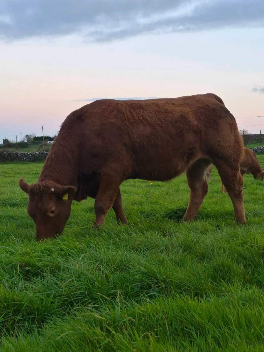 QUALITY BREEDING HEIFERS – ELphin MART – WED 28th - Image 4
