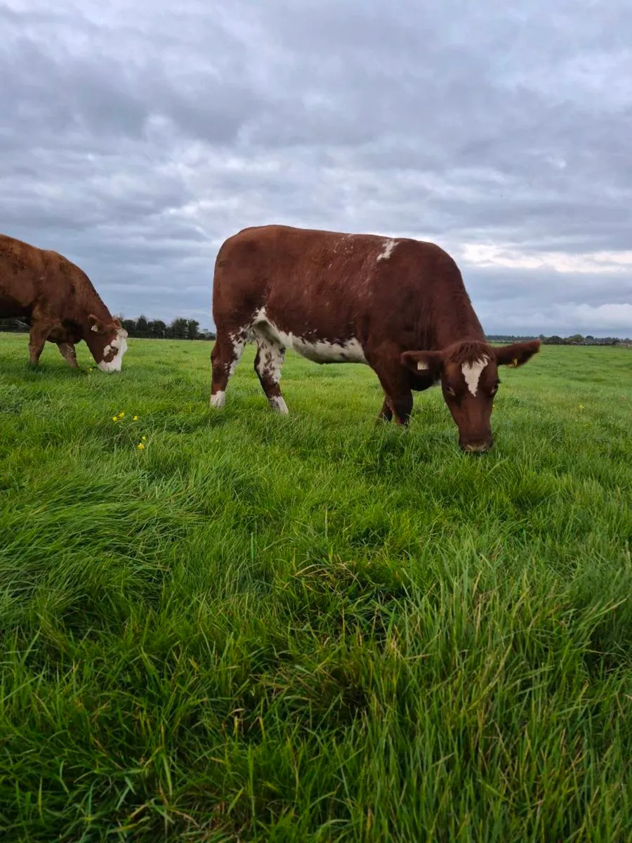 QUALITY BREEDING HEIFERS – ELphin MART – WED 28th - Image 2