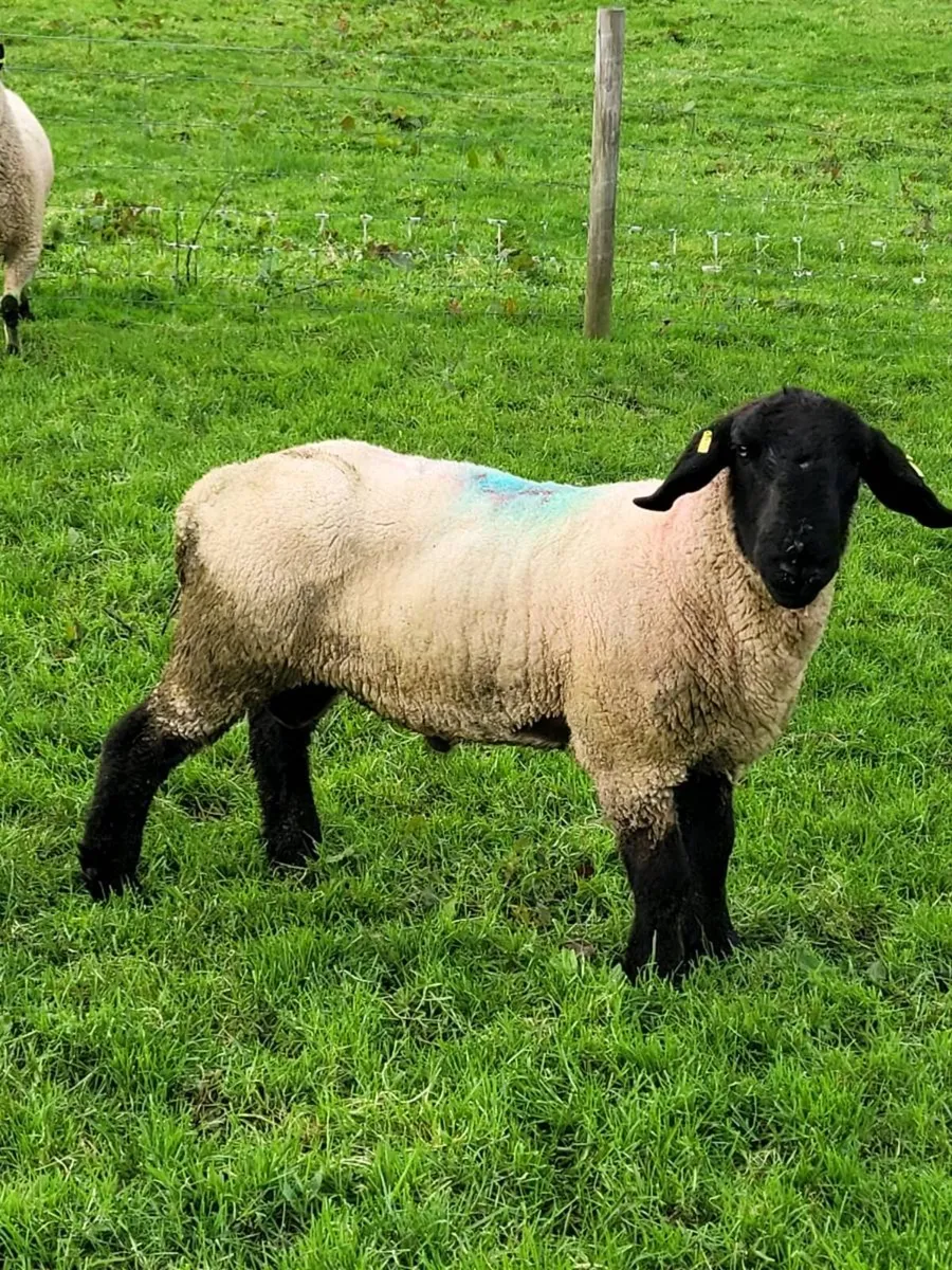 Suffolk Ram - Image 1