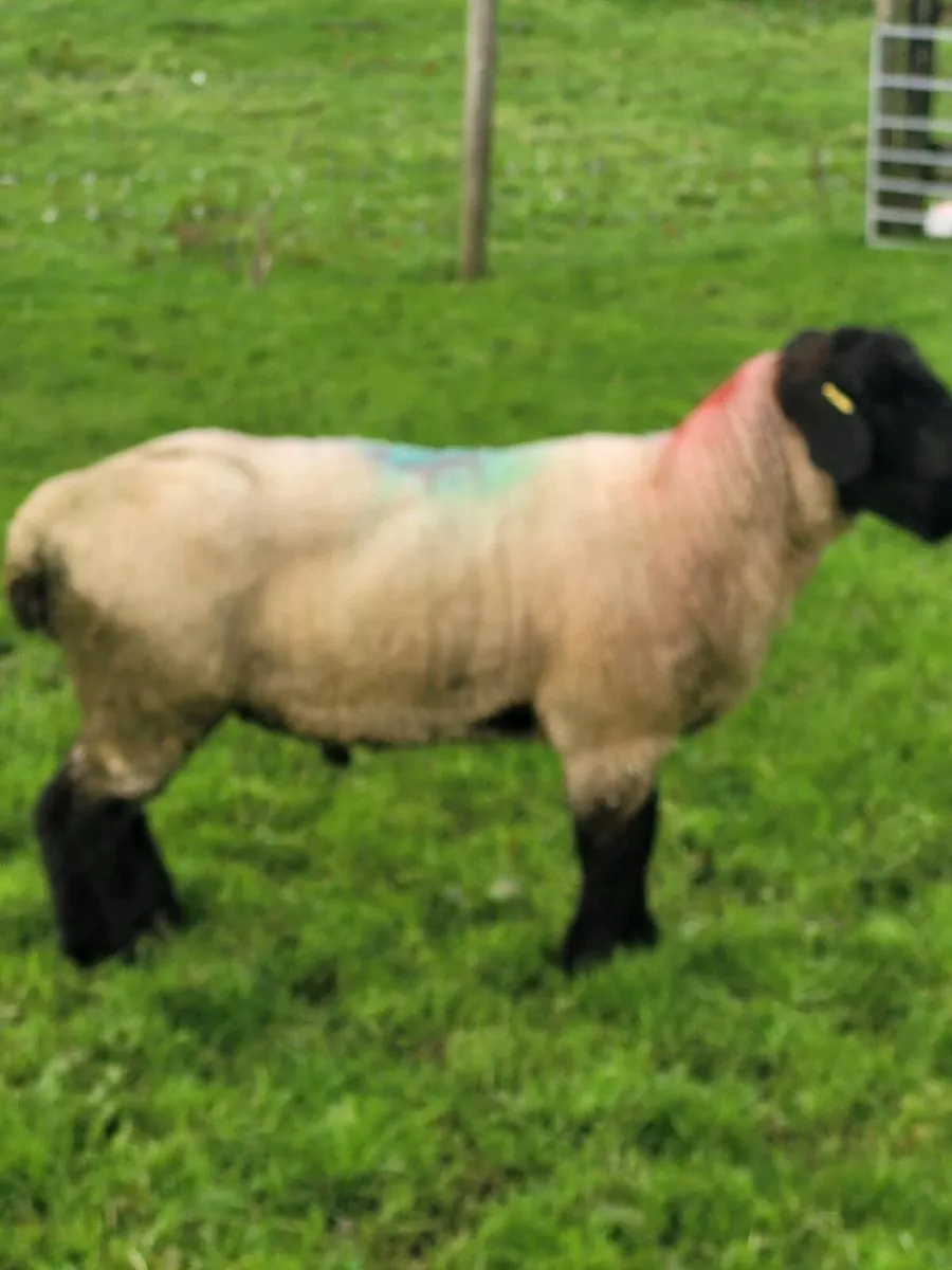 Suffolk Ram - Image 2