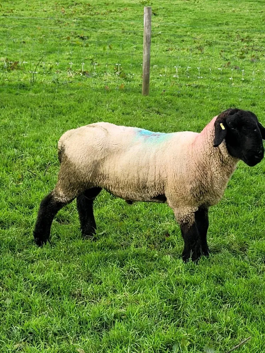 Suffolk Ram - Image 3