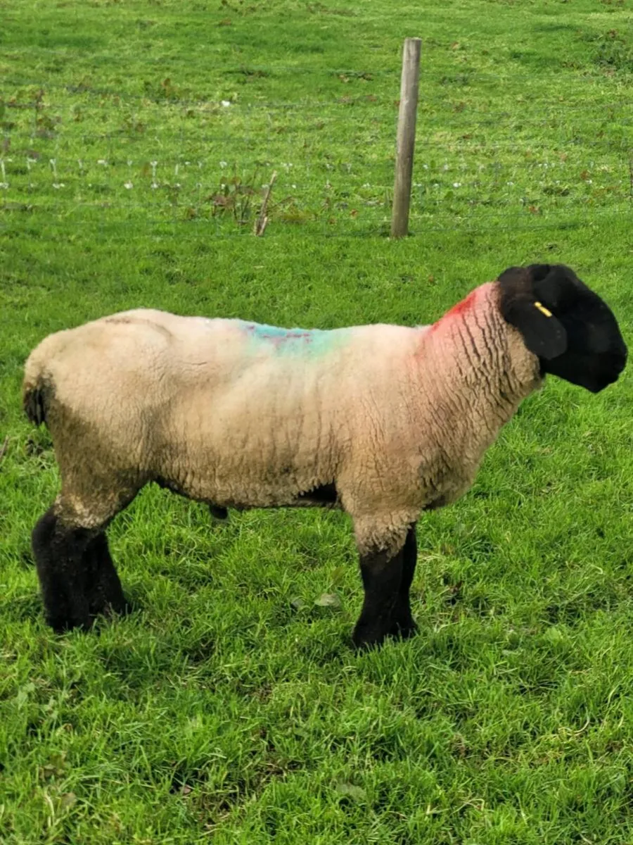 Suffolk Ram - Image 4