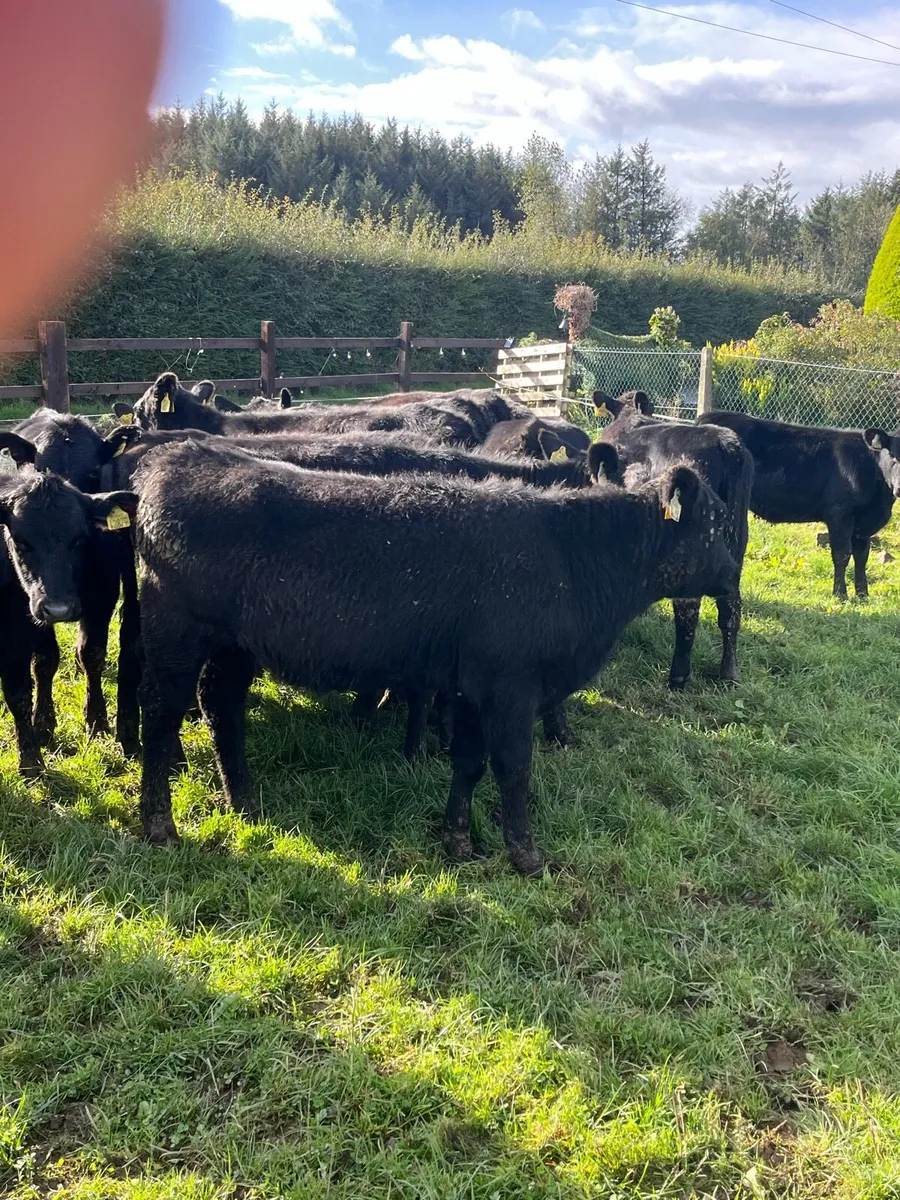 22 Angus heifers (220kg) - Image 1