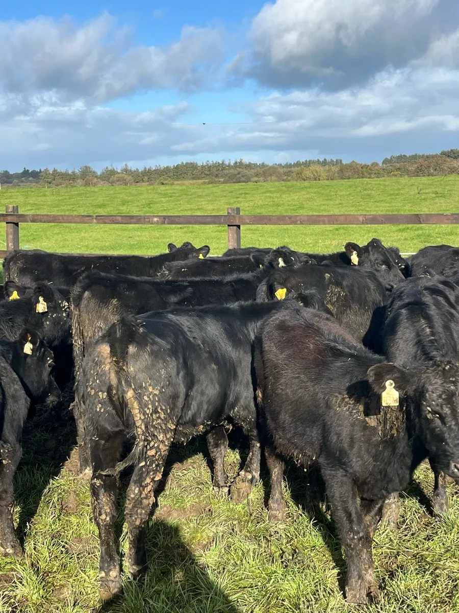 22 Angus heifers (220kg) - Image 2