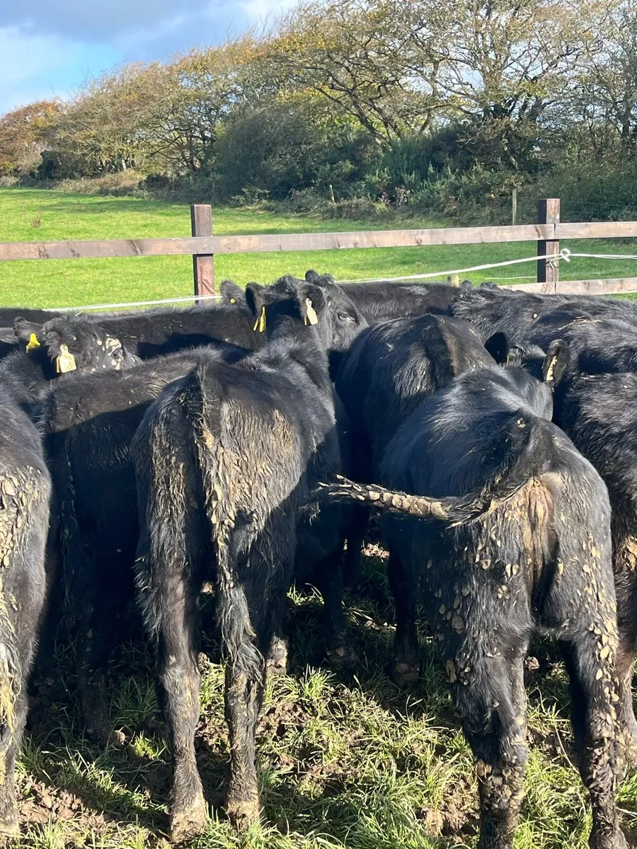 22 Angus heifers (220kg) - Image 3