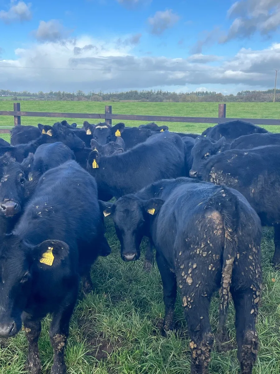 22 Angus heifers (220kg) - Image 4