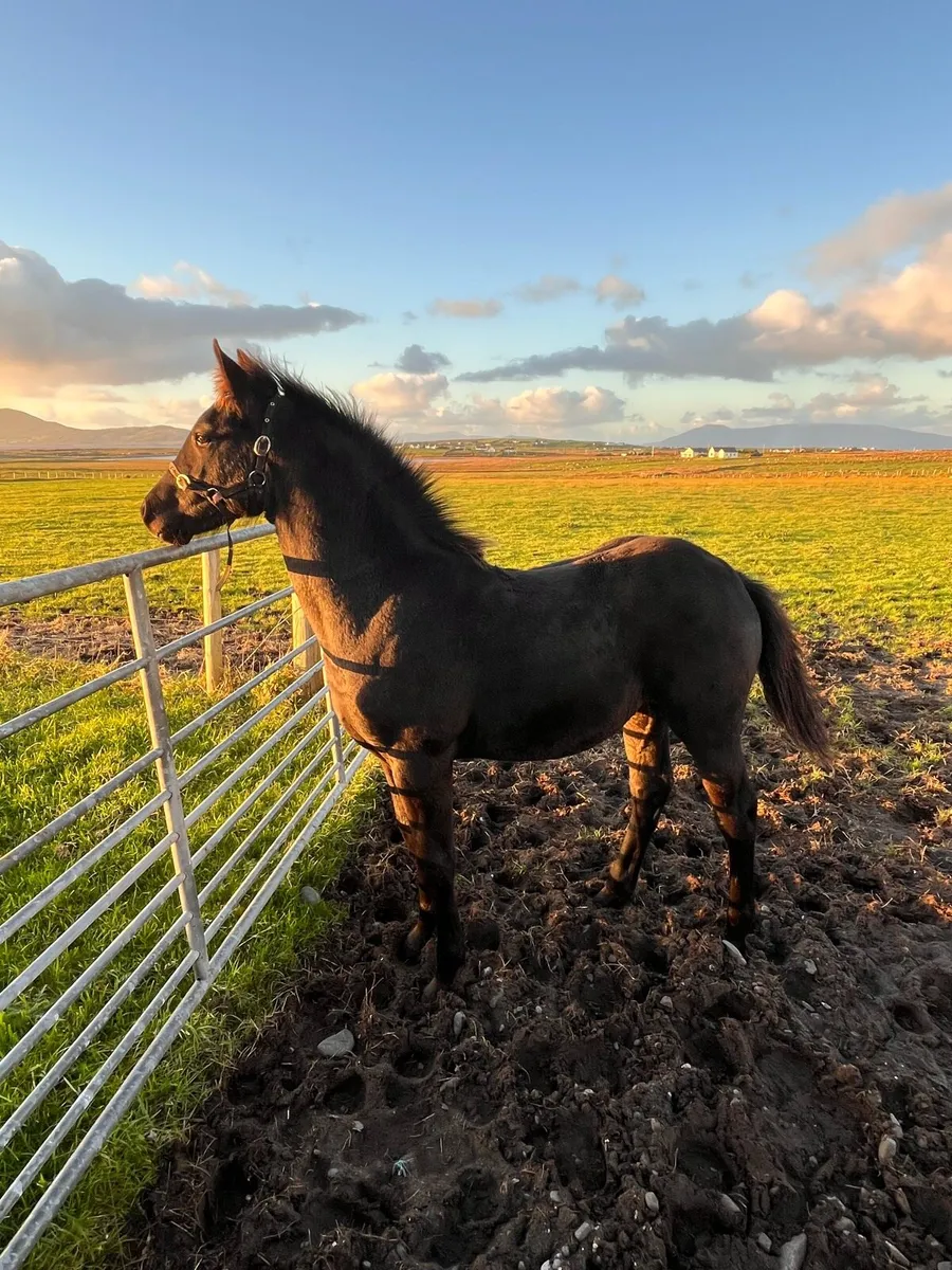 Fole from black hero, draft horse - Image 1
