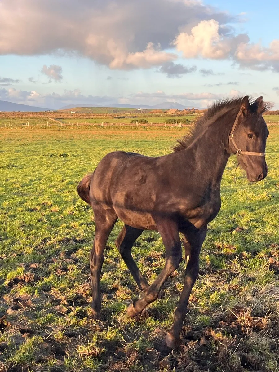 Fole from black hero, draft horse - Image 3