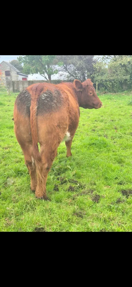 4 x Springer Heifers - Due for Balla Mart 31/10 - Image 3