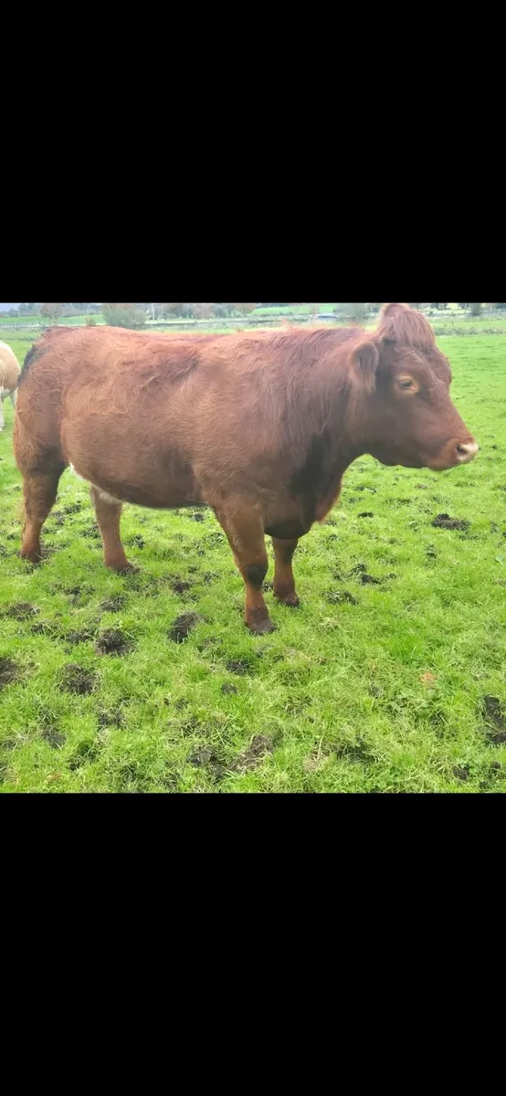 4 x Springer Heifers - Due for Balla Mart 31/10 - Image 2