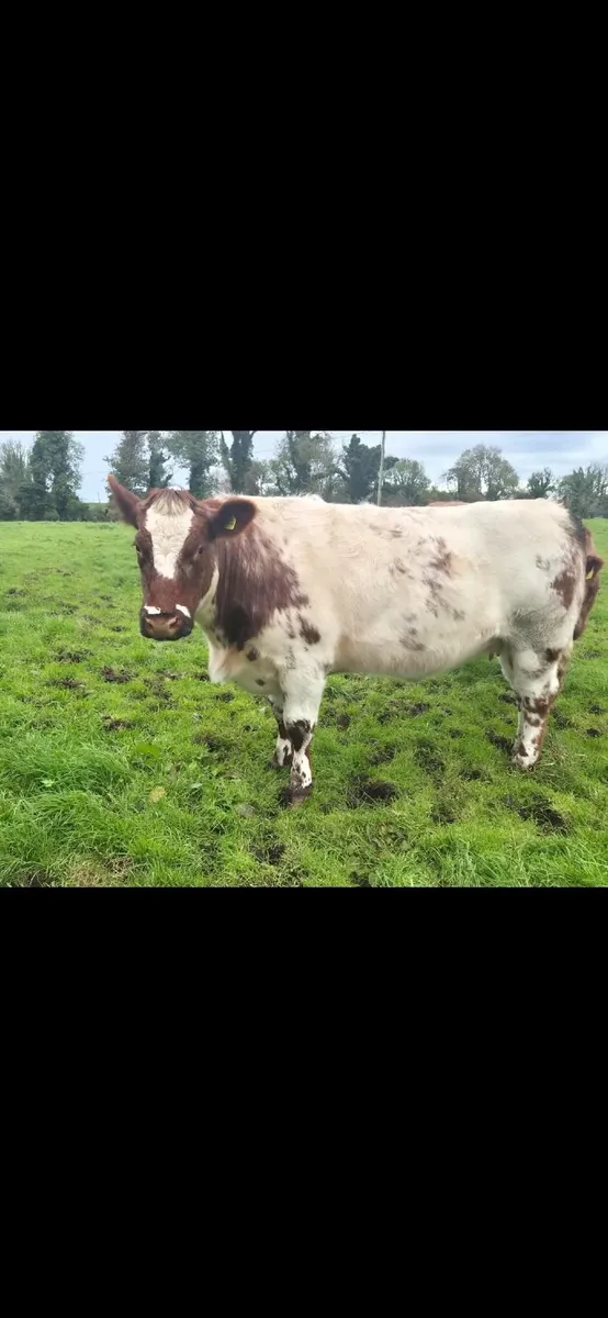 4 x Springer Heifers - Due for Balla Mart 31/10 - Image 4