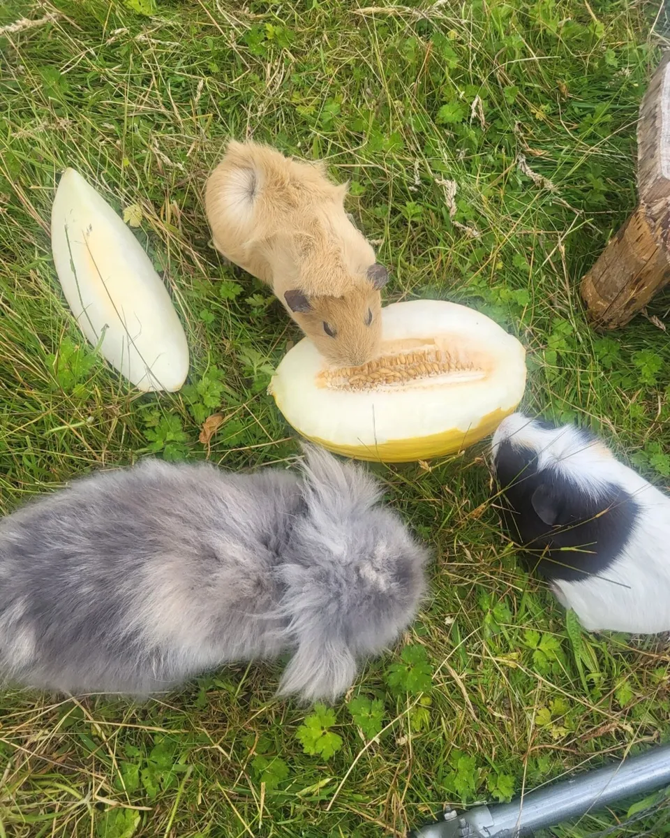 American Fuzzy Lop Rabbit - Image 2