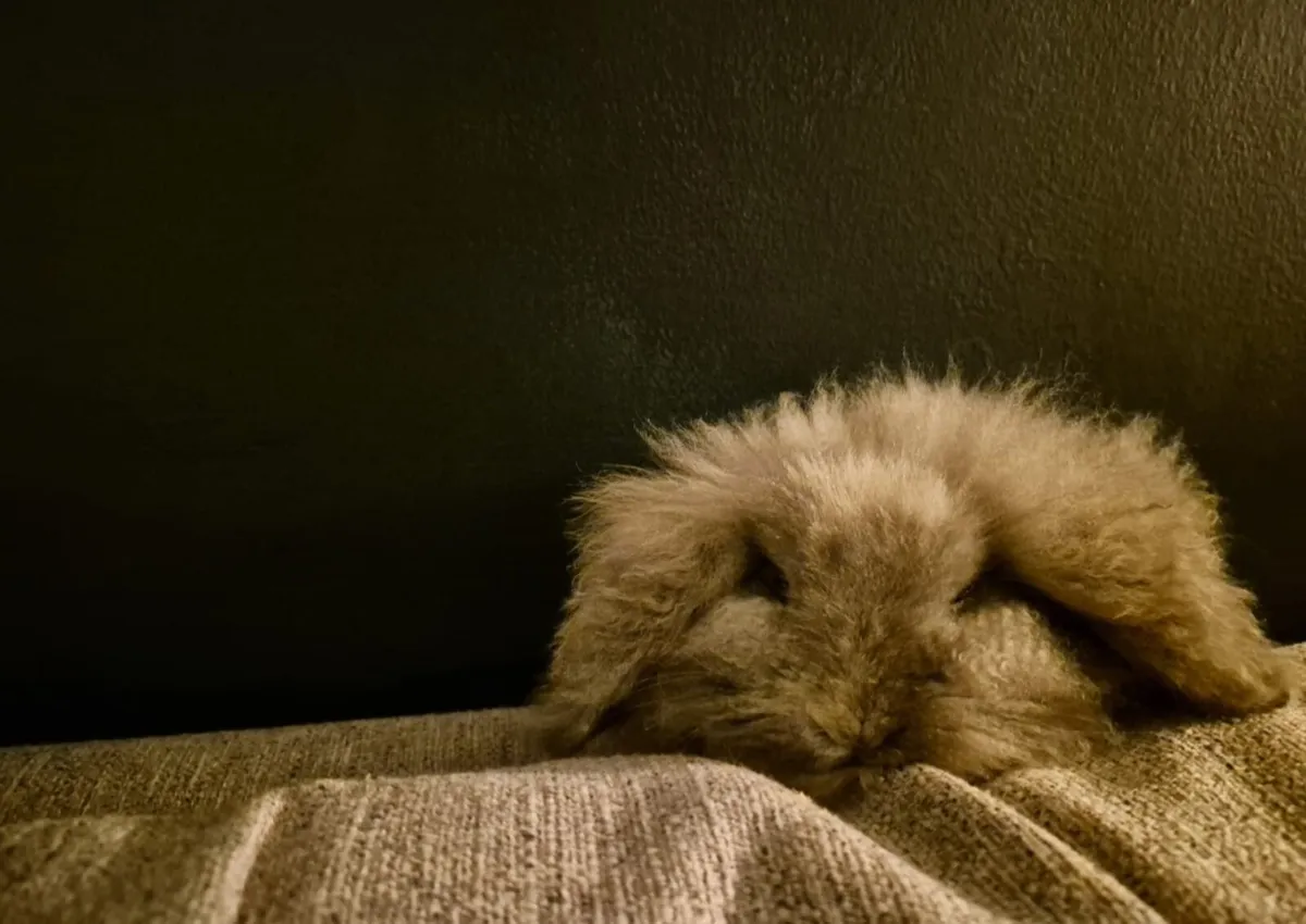 American Fuzzy Lop Rabbit - Image 3
