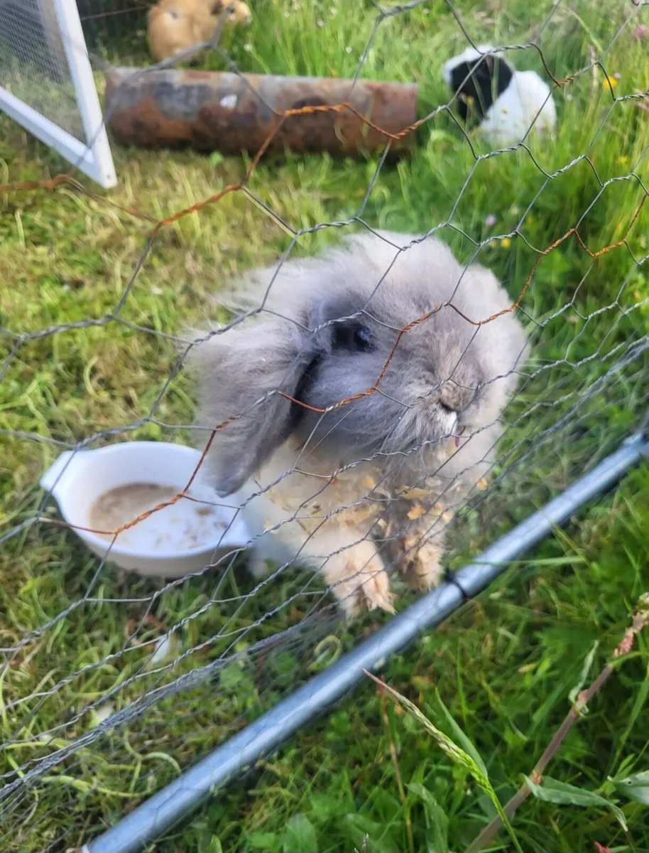 American Fuzzy Lop Rabbit - Image 1