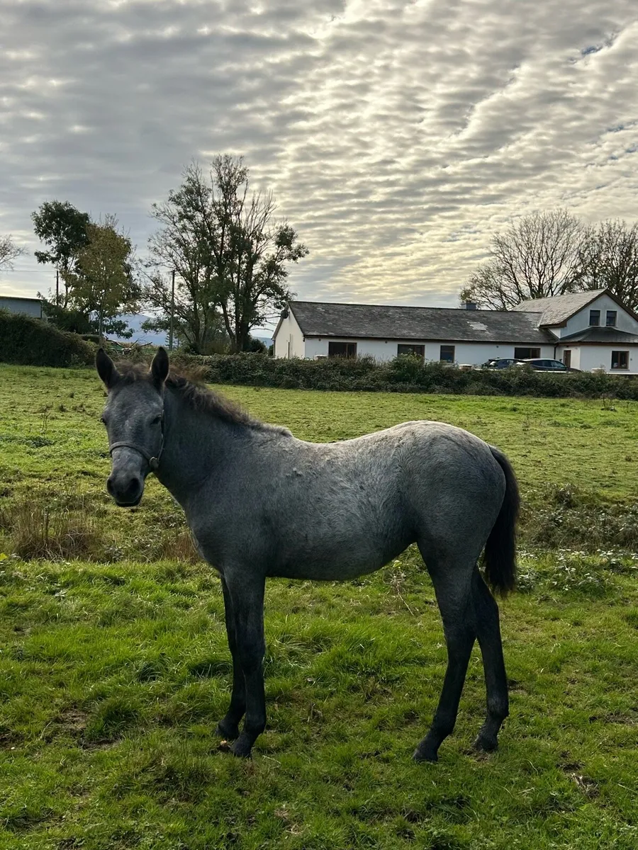 Connemara Filly Foal - Image 2