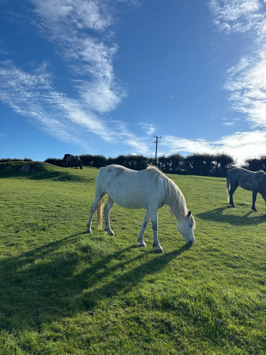 In foal Connemara mare - Image 4