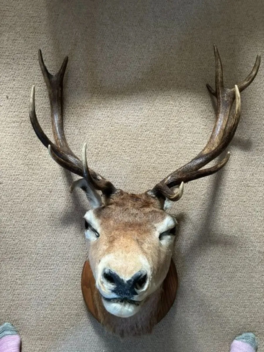 Deer head wall mounted Fallow Stag - Image 2