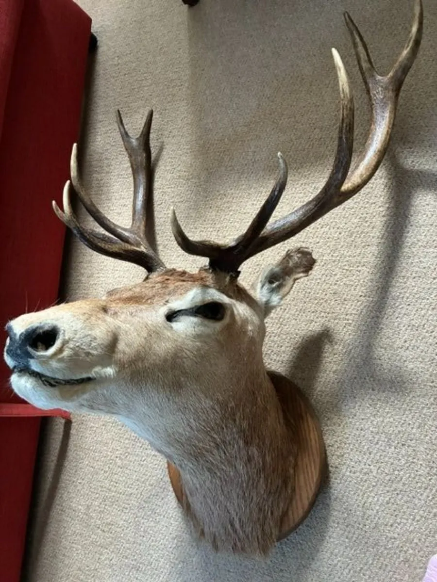 Deer head wall mounted Fallow Stag - Image 3
