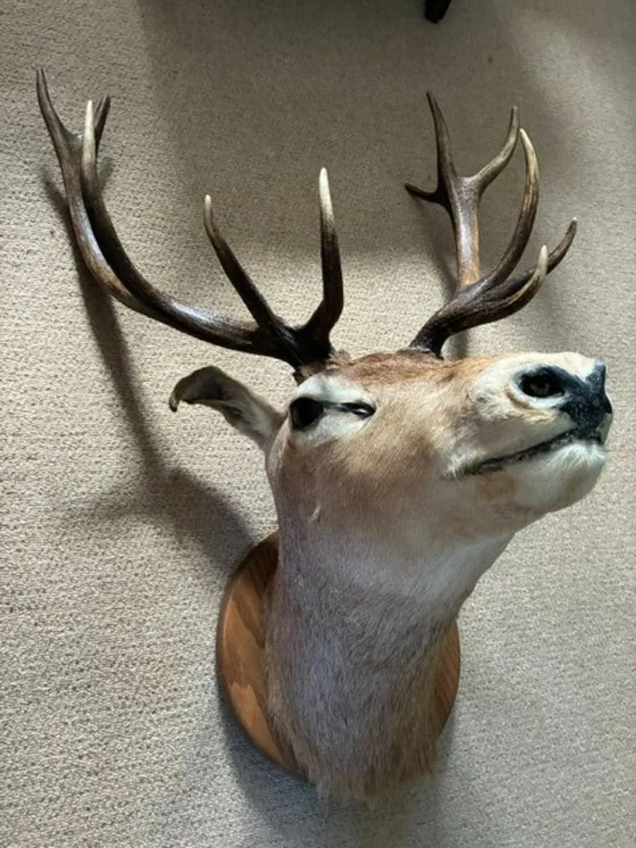 Deer head wall mounted Fallow Stag - Image 1