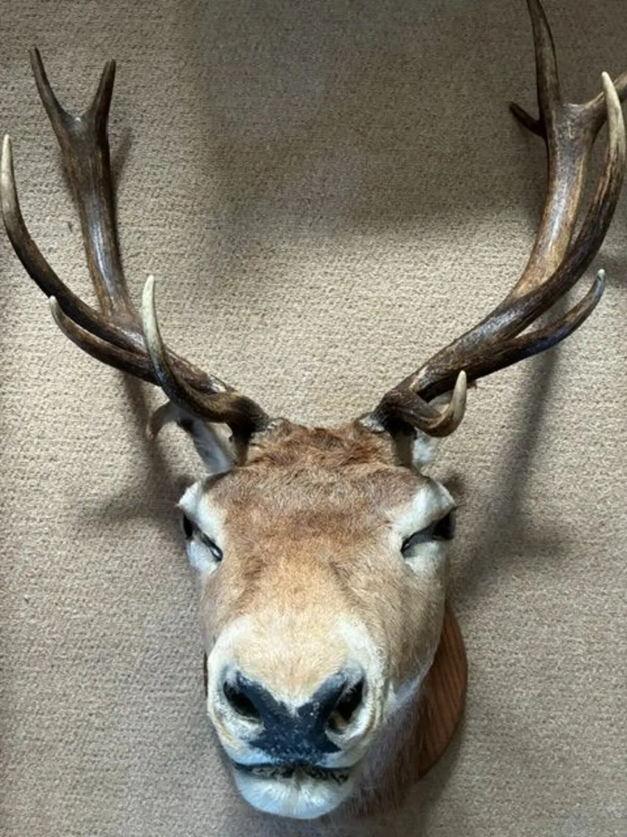 Deer head wall mounted Fallow Stag - Image 4