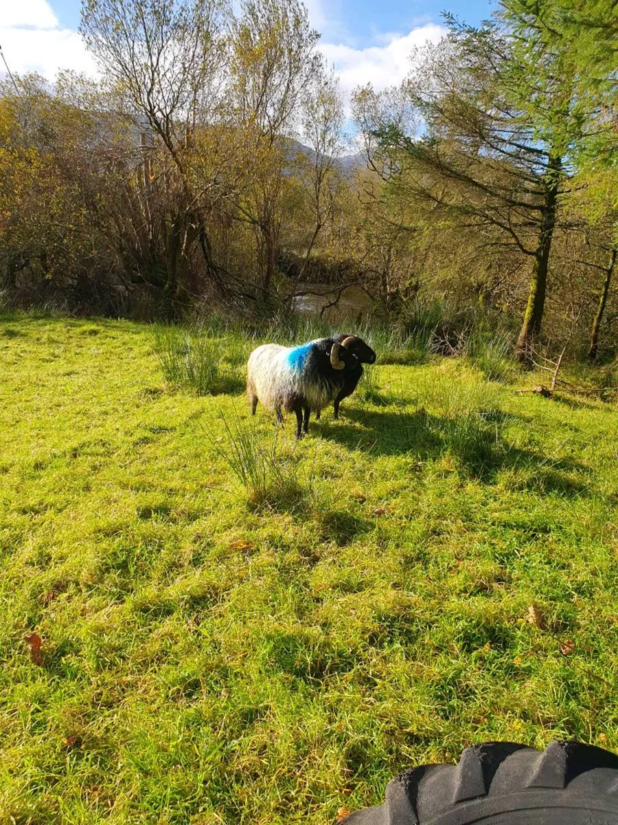 Hill rans - Image 2