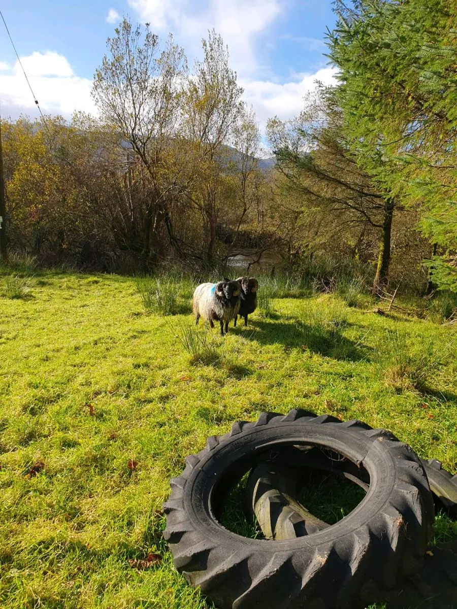 Hill rans - Image 1