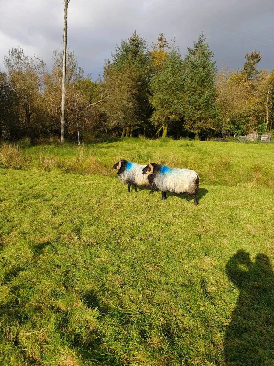 Hill rans - Image 4