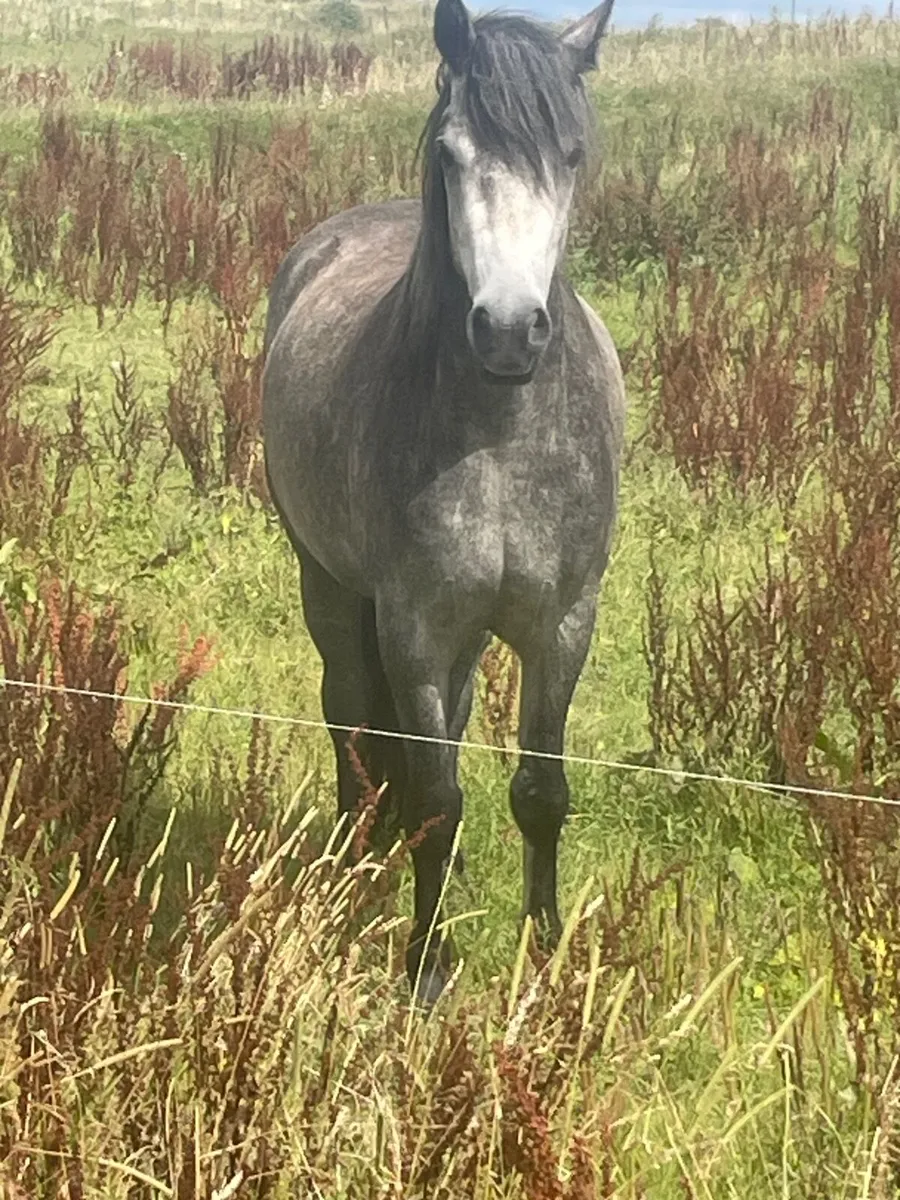 Connemara Ponies - Image 2