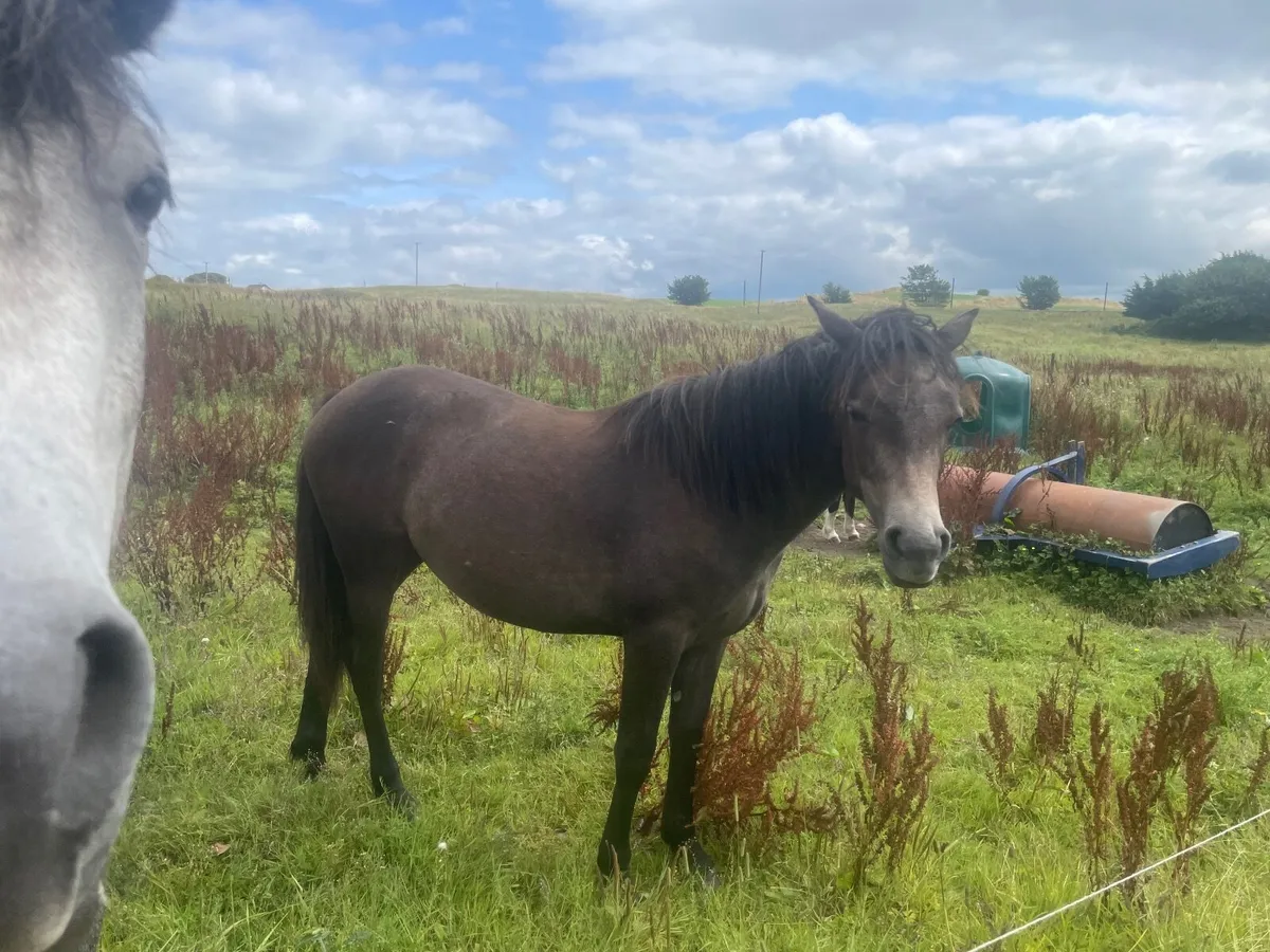 Connemara Ponies - Image 4