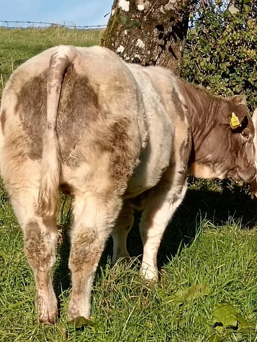 3 BB BULLS ballymote mart Friday 23rd - Image 1