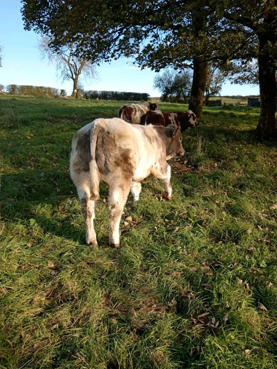 3 BB BULLS ballymote mart Friday 23rd - Image 2
