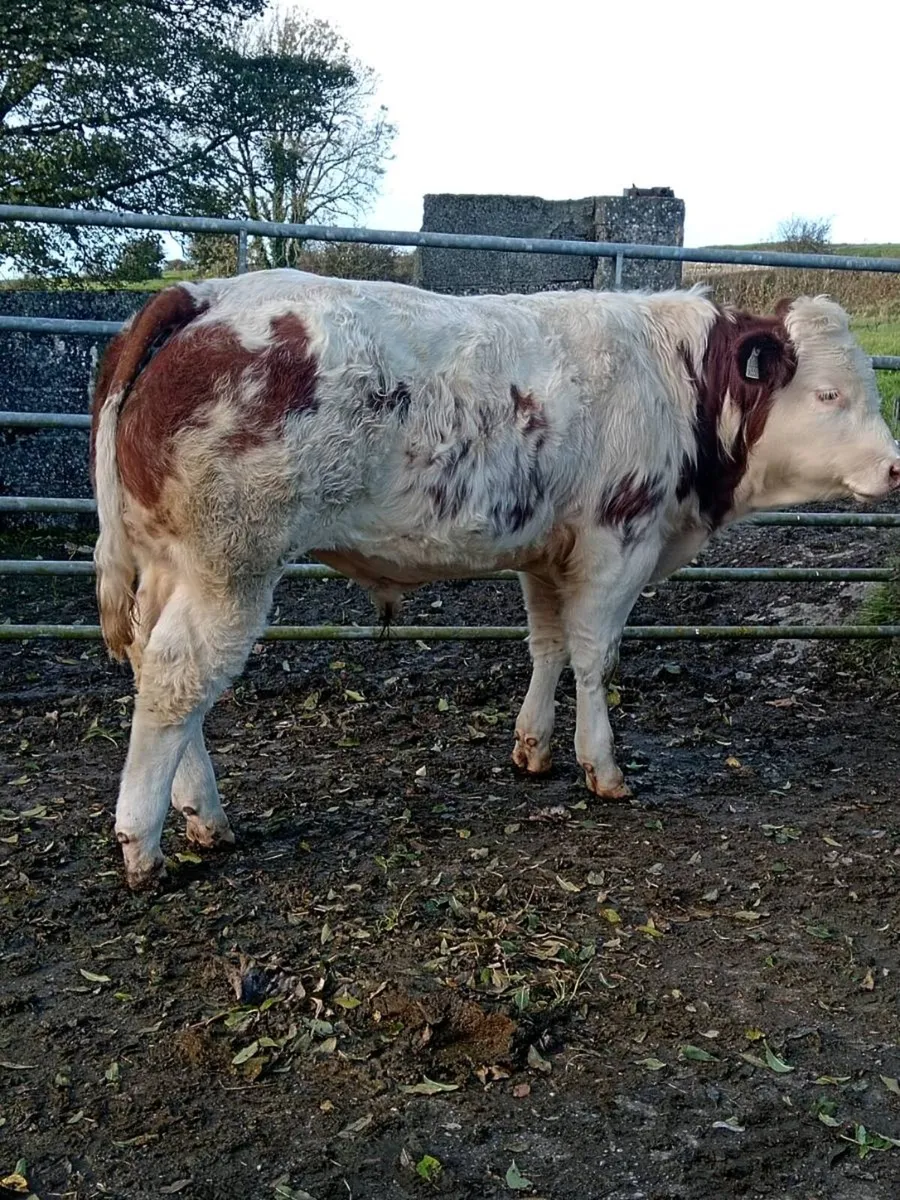 3 BB BULLS ballymote mart Friday 23rd - Image 3