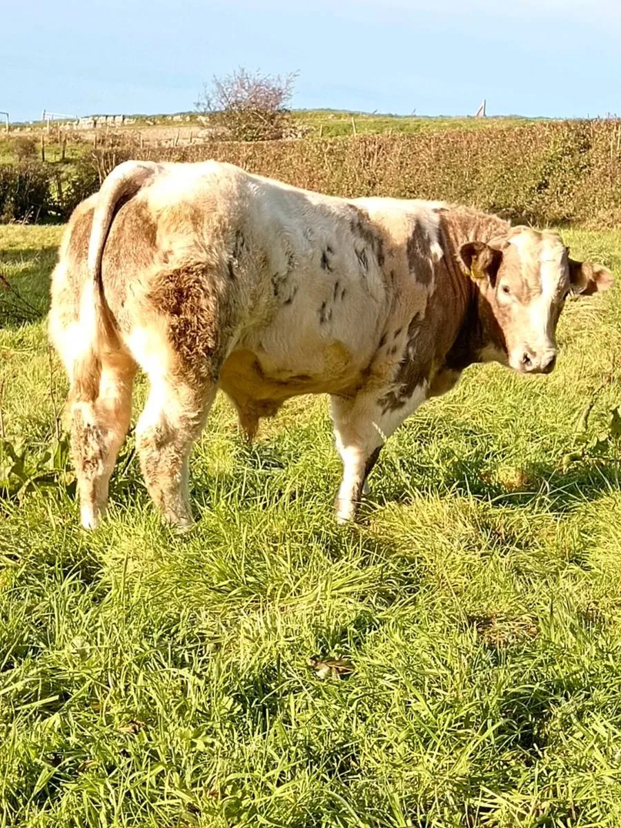 3 BB BULLS ballymote mart Friday 23rd - Image 4