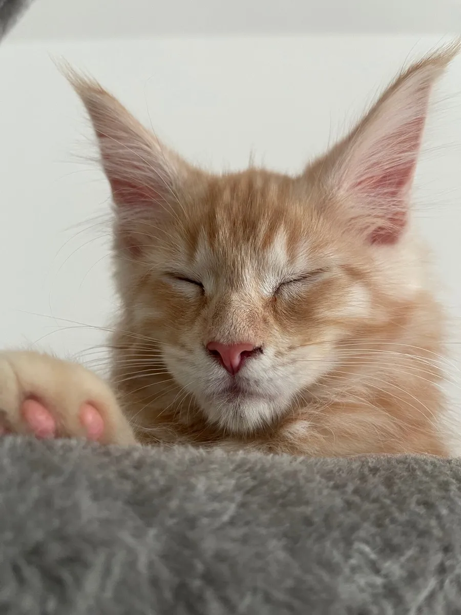 Maine Coone kitten - Image 4