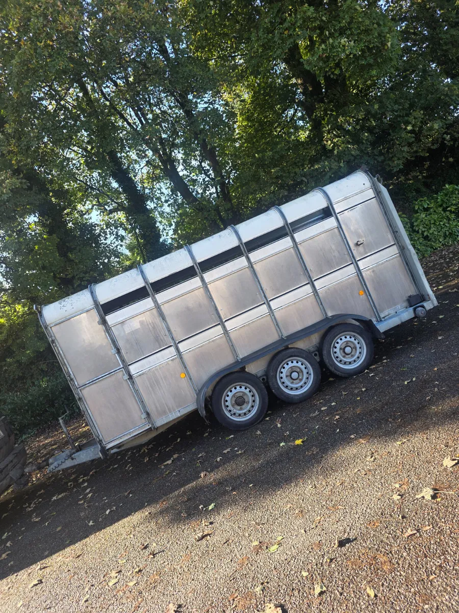 14ft ifor Williams cattle trailer - Image 1