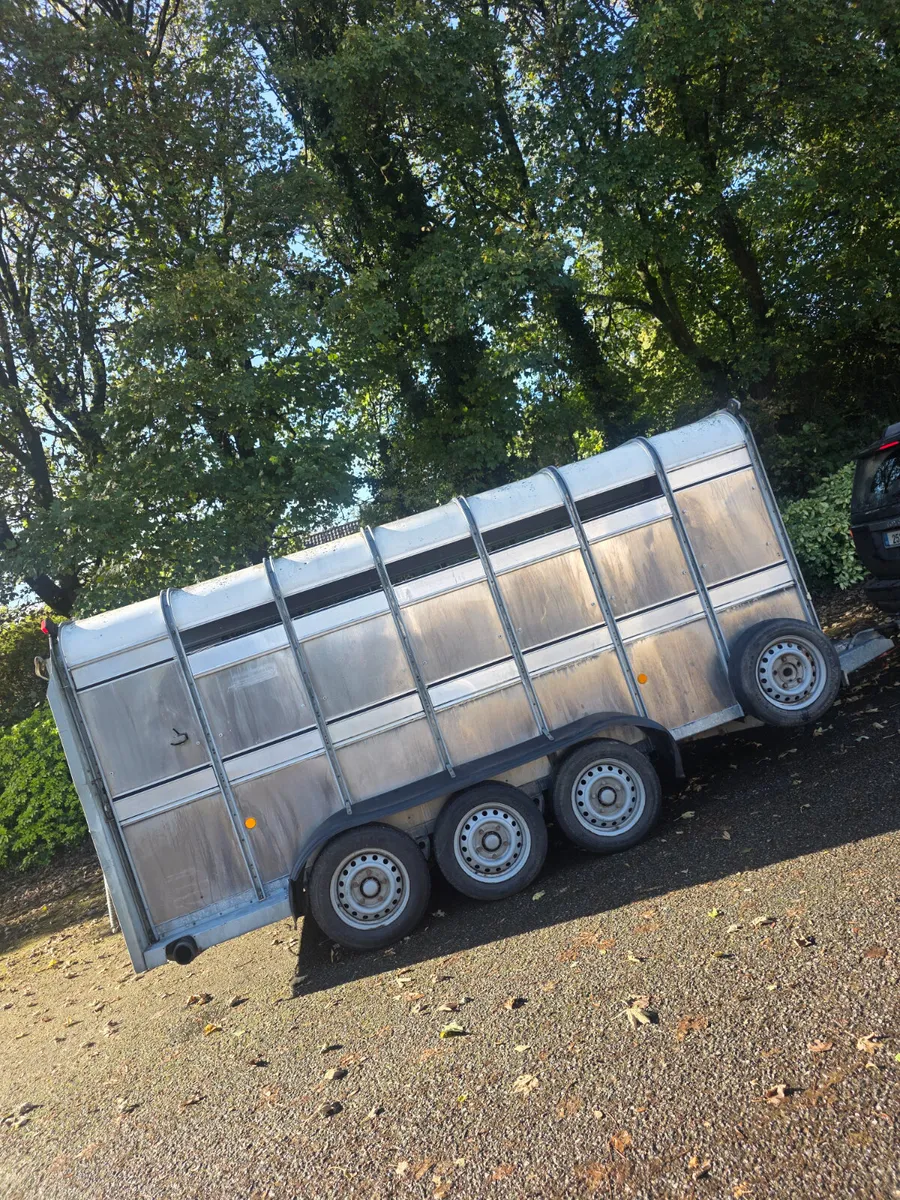 14ft ifor Williams cattle trailer - Image 2